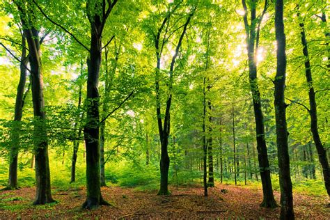 Beech Tree Forest Natural Free Stock Photo Freeimages