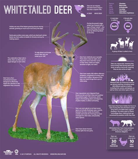 Whitetail Deer Range