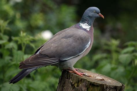 Common Wood Pigeon Columba Palumbus Вяхирь Seen Вяхирь Животные Птицы