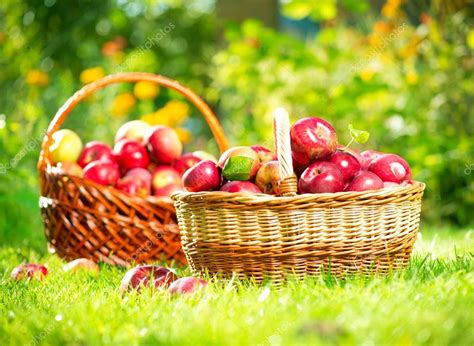 Maybe you would like to learn more about one of these? Bio-Äpfel im Korb. Obstgarten. Garten - Stockfotografie ...