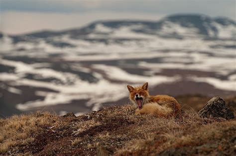 Nubbsgalore Photos By Ivan Kislov Of Red Foxes Mental Floss