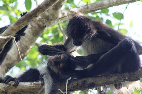 Monos Araña Actúan Como Computadoras Colectivas Prensa Animal