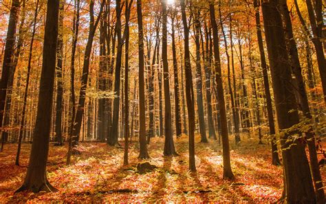 Download Wallpaper 2560x1600 Forest Autumn Nature Widescreen 1610 Hd