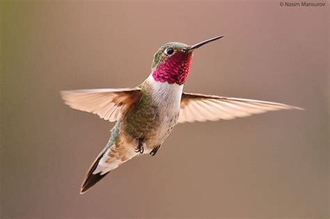 Maybe you would like to learn more about one of these? 17 Best images about Colorado Native Birds on Pinterest ...