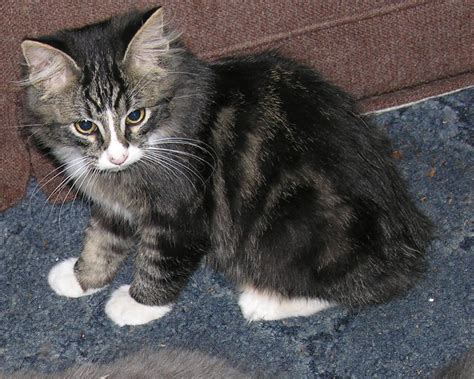 Little Manx Cat Biological Science Picture Directory