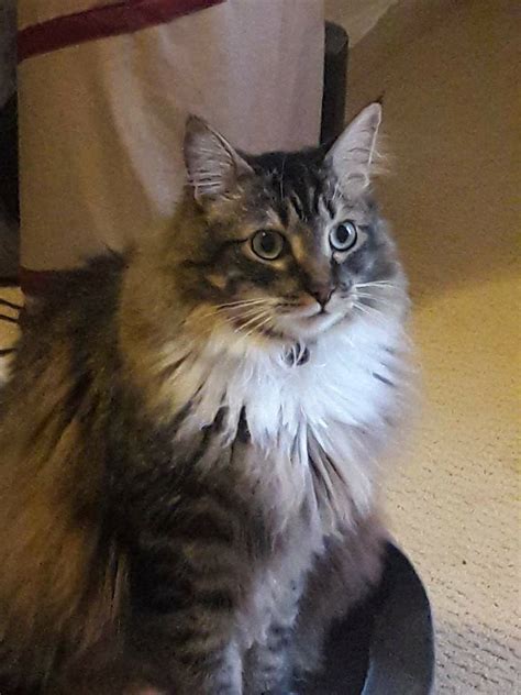 We specialize in european maine coon cats. The Maine Coon Cat | Down East Magazine