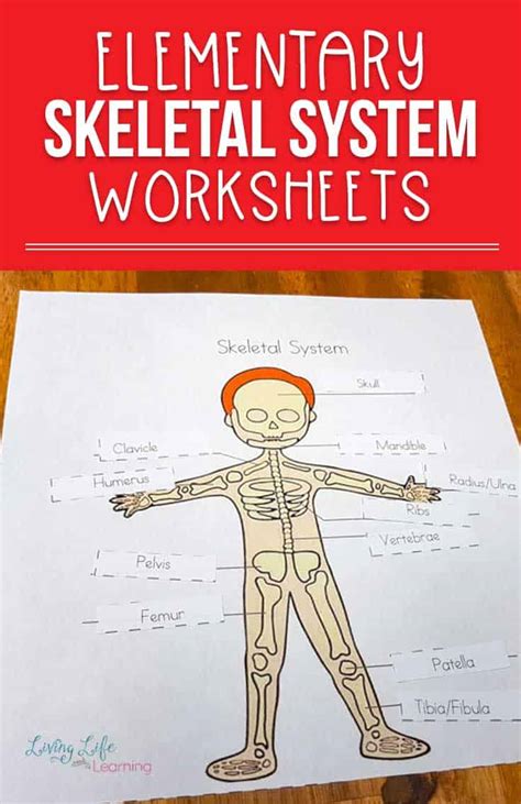 Skeletal System Worksheets For Kids