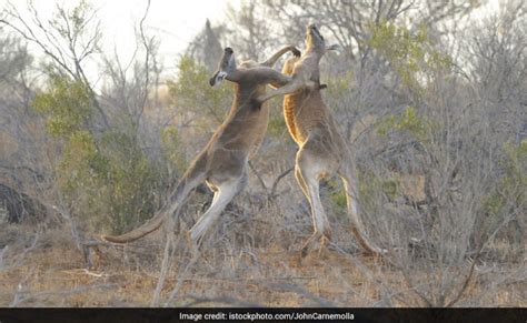 Watch Incredible Video Of Two Kangaroos Fighting