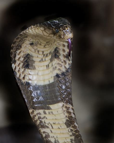 The Top 10 Deadliest Cobras In The World Owlcation