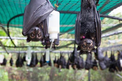 Hot Houses The Race To Save Bats From Overheating As Temperatures Rise