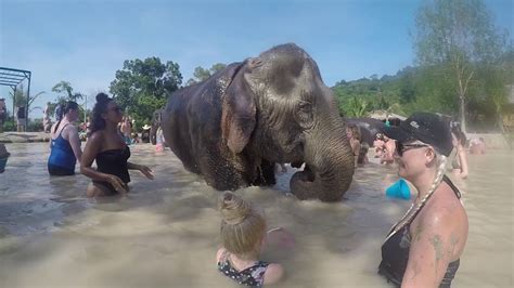 washing elephants in thailand youtube
