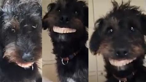 Milo El Perro Que Robó La Dentadura De Su Dueña Kienyke