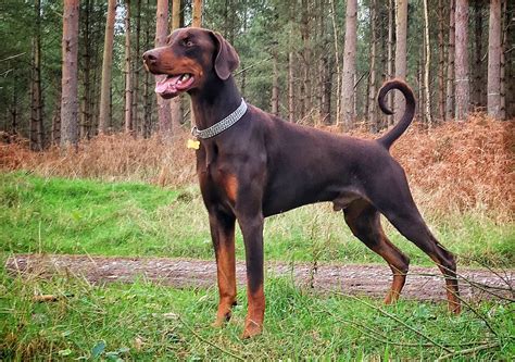 Doberman Pinscher Dog Breed History And Some Interesting Facts
