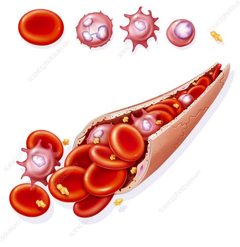 Blood Cell Drawing Stock Image C0020597 Science Photo Library