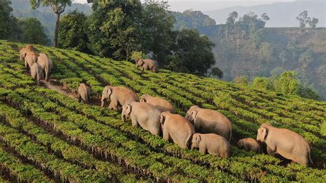 Wild Elephants Roam Around Village In SW China CGTN