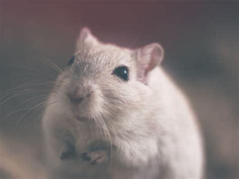 Super Smart Mice May Help Cure Alzheimers Disease Schizophrenia