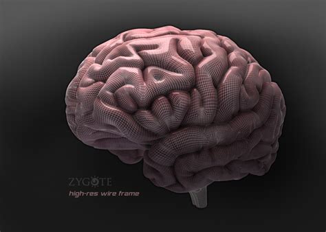 Zygotemedically Accurate 3d Brain Model Human Anatomy