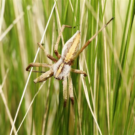 Pisaura Mirabilis Spider In The Grass Photograph By Eric Lesueur