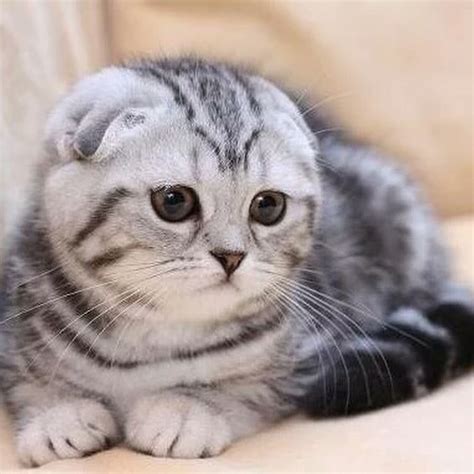 Scottish Fold History Personality Appearance Health And