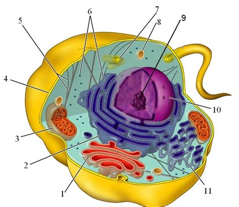 Science 10 Biology Labelling Parts Of The Animal Cell Diagram Quizlet