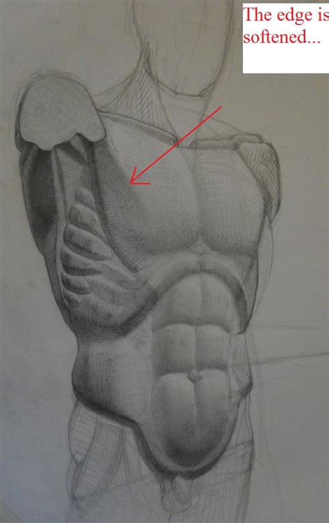 How To Draw The Torso By Howtodrawitall On Deviantart