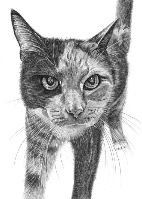Cat Drawings by Angela of Pencil Sketch Portraits