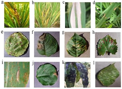 Samples Of Plant Leaf Disease Images Under Numerous Health Conditions