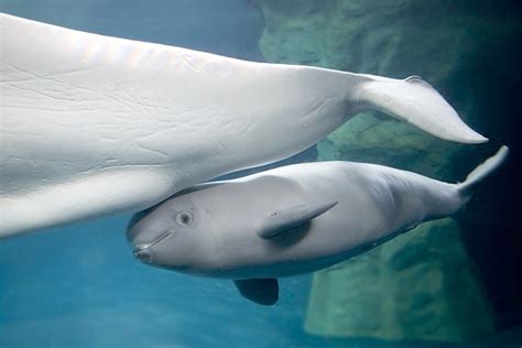 2 Month Old Baby Beluga Whale Calf With Her Mother