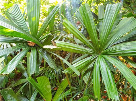 18 Small Or Dwarf Palm Trees Perfect Addition To A Garden