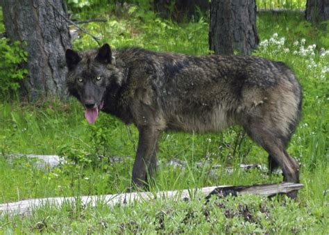Us Moves To Lift Remaining Gray Wolf Protections The Columbian