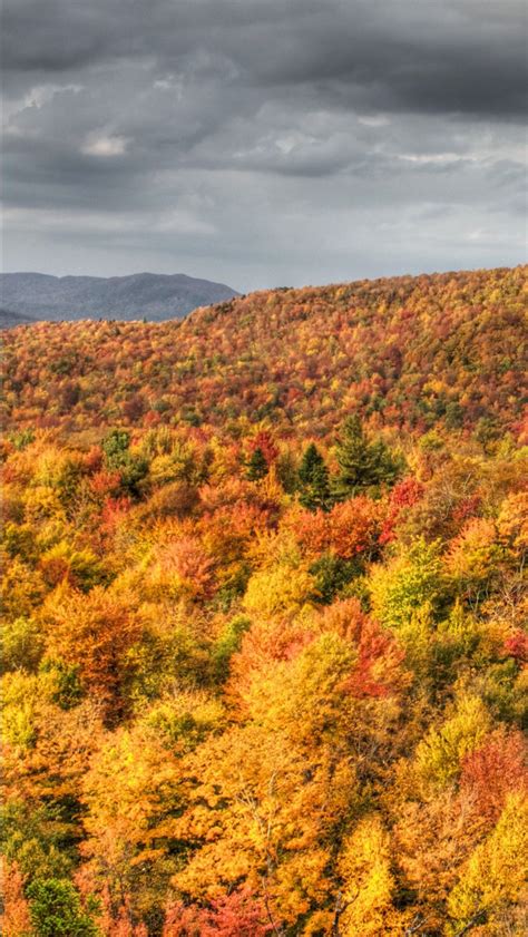 Yellow Green Red Leaves Fall Autumn Trees Mountains Under Black Clouds