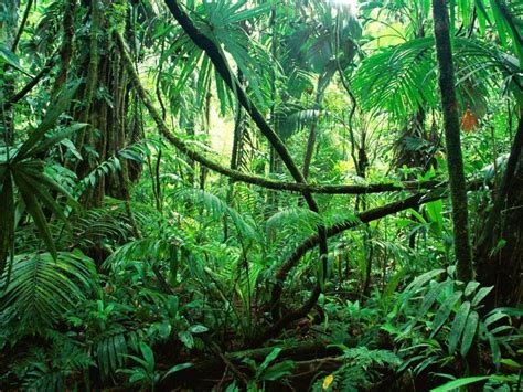 Amazon Rainforest Background Animated