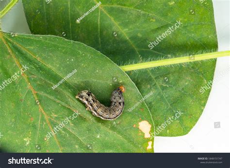 Spodoptera Eridania Southern Armyworm Moth That Stock Photo 1848151747