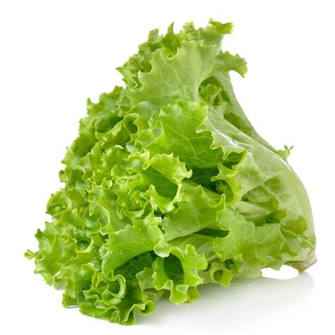 Lettuce Definition Of Lettuce