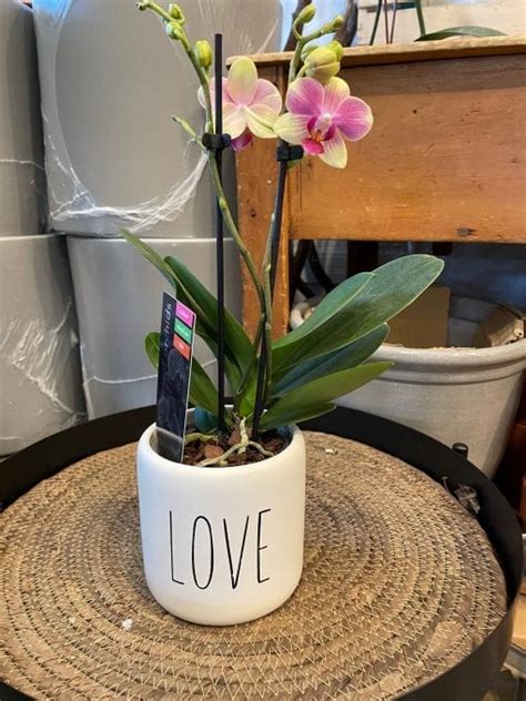 Orchid In Love Pot Flowers Talk Tivoli