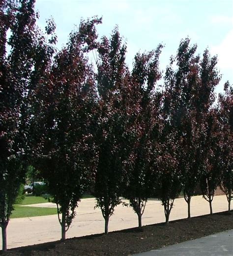 Crimson Pointe Flowering Plum Flowering Plum Tree Purple Leaf Plum