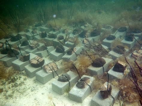 Improving Gray Snapper Habitat Sponge Restoration In Florida Bay