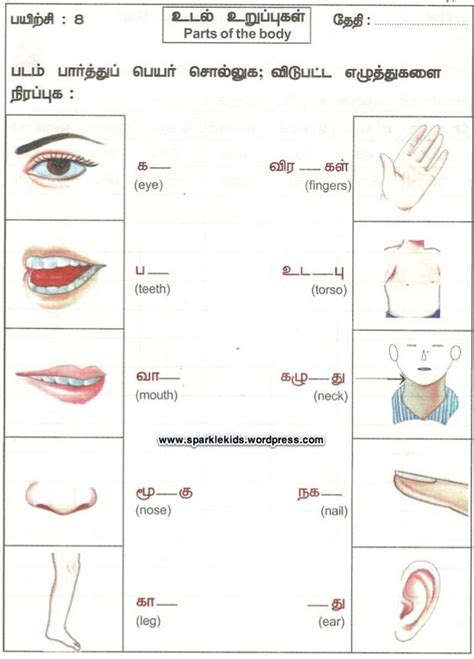 Body Parts Tamil Fruit Human Body Parts And Their Functions In Tamil