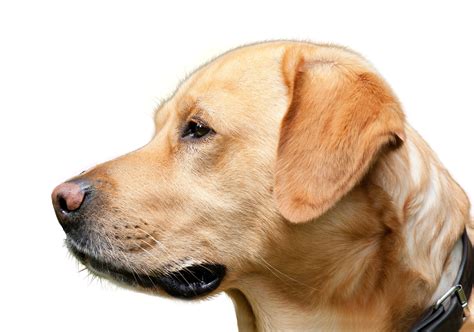 Dog Looking Png Image Purepng Free Transparent Cc0 Png Image Library
