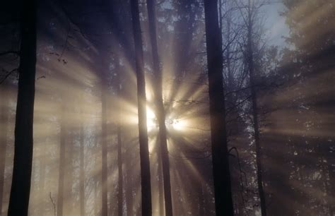 Sunbeams Through Trees Free Photo Download Freeimages