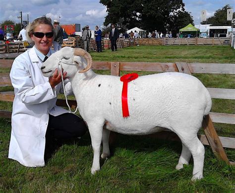 Wiltshire Horn Sheep Morris Of Hoggeston