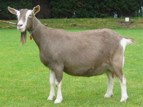 15 Best Goat Breeds For Pets Pethelpful