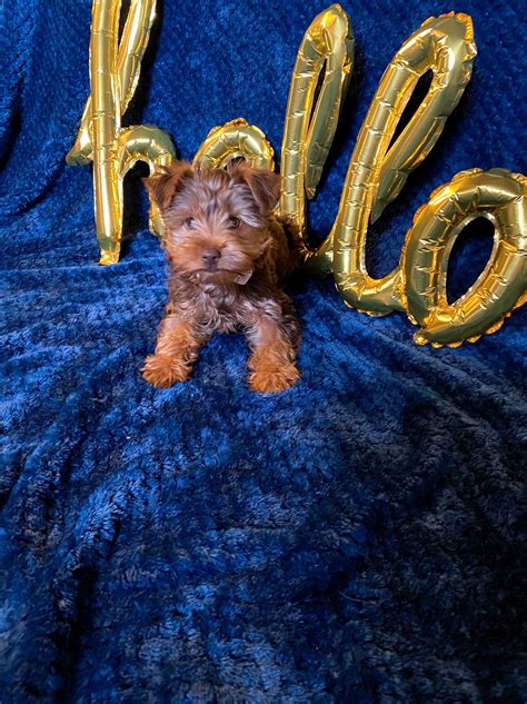 [Breeds] Embark DNA Results on a Pet Store Puppy : dogs