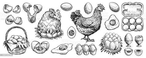 Chicken Eggs And Farm Hen Hand Drawn Vector Engraved Elements Nest Full