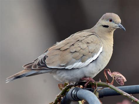 White Winged Dove Celebrate Urban Birds