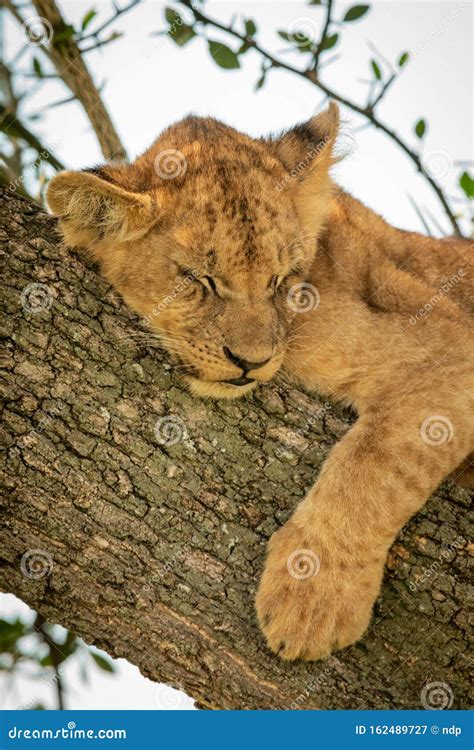Close Up Of Lion Cub Sleeping In Tree Stock Image Image Of Savannah