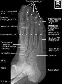 Flex the ankle and foot enough to place the long axis of the foot in the vertical position. 1000+ images about XRAY TECHS - we know ALL the right ...