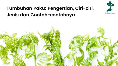 Tumbuhan Paku Adalah Ciri Ciri Jenis Dan Contohnya Update 2022