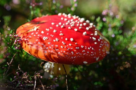 Red Fungi during Daytime · Free Stock Photo