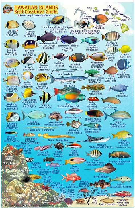 Hawaiian Reef Fish Chart A Visual Reference Of Charts Chart Master